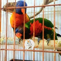 فروش انواع پرنده و لوازم درفروشگاه کاکادو سنندج|پرنده|سنندج, |دیوار