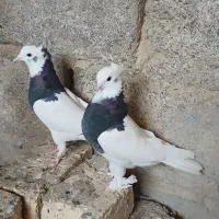 کبوتر طوقی ملاقی