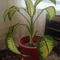 گل های زیبا|گل و گیاه طبیعی|اشترینان, |دیوار