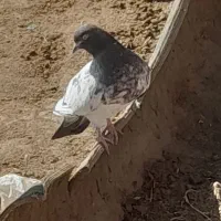 چند عدد کبوتر سالم و سرحال|پرنده|هیر, |دیوار