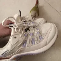 کتانی هامتو نو سایز ۳۸