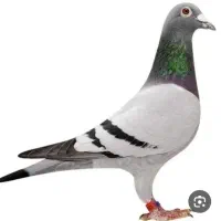 پلاکی نر گمشده