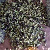 بادمجان ریز مخصوص ترشی