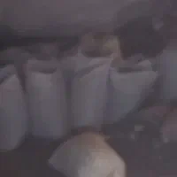 فروشی یک تن کود خفاش