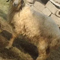بره