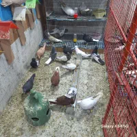 کته رنگی|پرنده|اهواز, ۲۰۰۰واحدی|دیوار