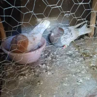 کفتر کله دورگ ۴۰ سانتی