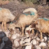 فروش میش بره دار و آبستن|حیوانات مزرعه|کازرون, |دیوار