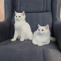 گربه|گربه|پرند, فاز ۰|دیوار