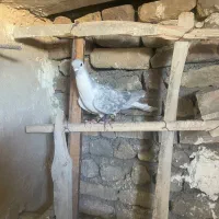 کفتر کبوتر طوقی ساده سینه کله|پرنده|مشهد, هفت تیر (نه دره)|دیوار