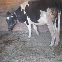 یک راس گاو داشتی