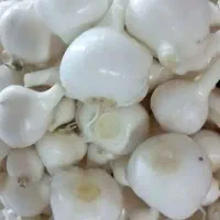 موسیر تازه