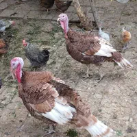 بوقلمون|حیوانات مزرعه|شیراز, جوادیه|دیوار