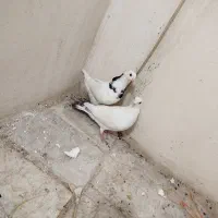 کبوتر|پرنده|گالیکش, |دیوار