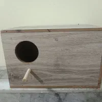 لانه عروس هلندی