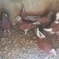 کبوتر|پرنده|شاهین‌شهر, طالقانی|دیوار