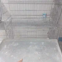 قفس غلامی جوجه پران ۱۵عدد|لوازم جانبی حیوانات|قرچک, میرزائی جنوبی|دیوار