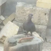 کبوتر پلاکی نر