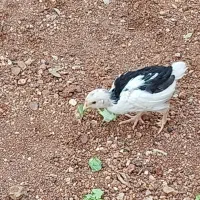 جوجه مرغ و خروس گلین اصل|حیوانات مزرعه|شیراز, شهرک گلستان|دیوار