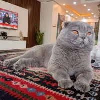 گربه اسکاتیش بیریتیش
