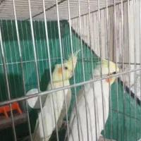 عروس هلندی مولد