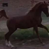 زین اسب مارک برنو