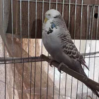 مرغ عشق انگلیسی