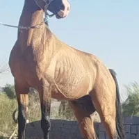 یک راس نریان درهشور
