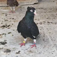 کفتر زاغ