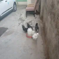 مرغ گلین ۳عددو۱عددخروس فروش