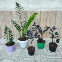 گل و گیاه آپارتمانی خاص و مقاوم و انواع هویا