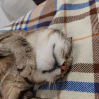 نگهداری گربه خانگی در ایام عید