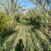 فروش-باغ-و-ویلا-بزرگ-باغ-نرگس-و-خرما-1730-متری