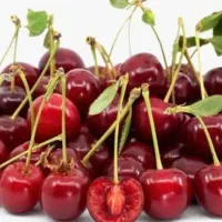 نهال گیلاس تکدانه  نهالستان میوه در مشهد، خزانه