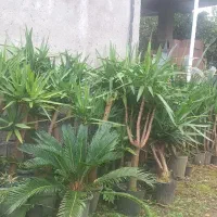 یوکا ،پالم ،یاس ،اکوبا ،فیکوس