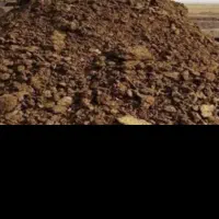 فروش کود گاوی