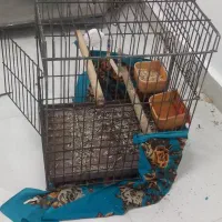 قفس پرنده و جک