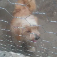 سگ بوجی