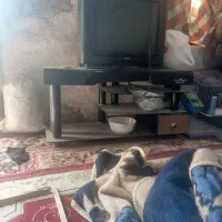 تلوزیون و میزتلوزیون|تلویزیون و پروژکتور|زابل, |دیوار