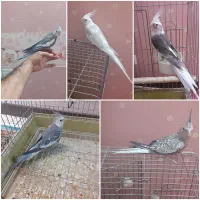 عروس هلندی نر