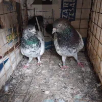 فروش تعداد۱۳عددکبوتر