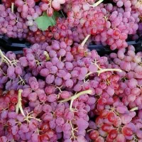 فروش ارقام نهال انگور قرمز بیدانه
