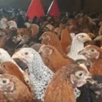 فروش جوجه مرغ محلی گلپایگان