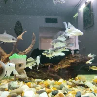 ماهی کوی مایان (کابوتا)|ماهی|اسلامشهر, شهرک قائمیه|دیوار