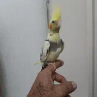 جفت عروس هلندی