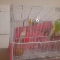 ۳ عدد عروس لوتنیو هلندی دو تا نر یک ماده|پرنده|گلبهار, شهر جدید گلبهار|دیوار