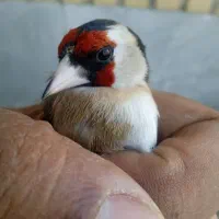 سهره نر|پرنده|کرج, عظیمیه|دیوار