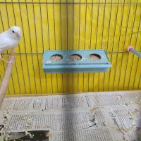 قناری نر ریز خون|پرنده|تفت, |دیوار