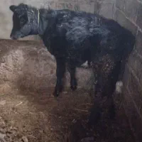 گوساله|حیوانات مزرعه|قره ضیاالدین, |دیوار