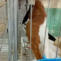 سه تا چپ ابرو بسته زرد خالسیاه سرخ و زرد شقه عتیقه